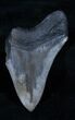 Bargain Megalodon Tooth - Sharp #3796-1